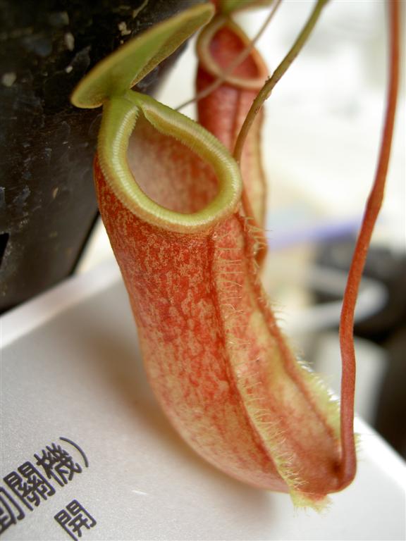 Nepenthes bellii